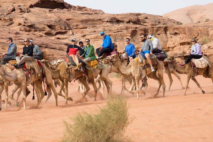 Wadi Rum camels